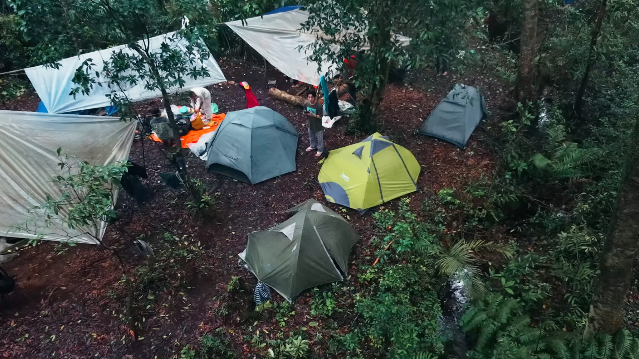 A Night in the Jungle