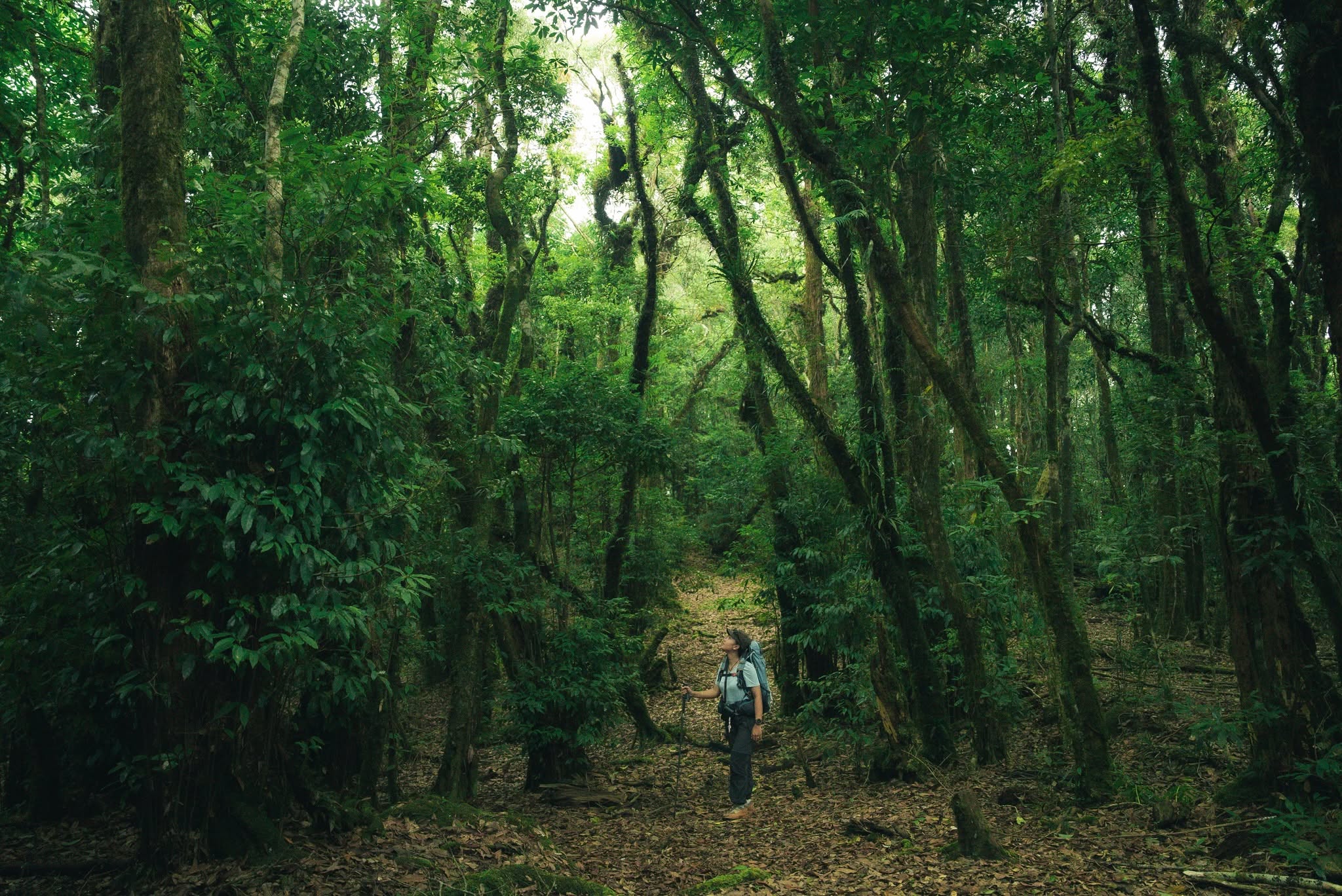 Into the Forest of Phnom Aural