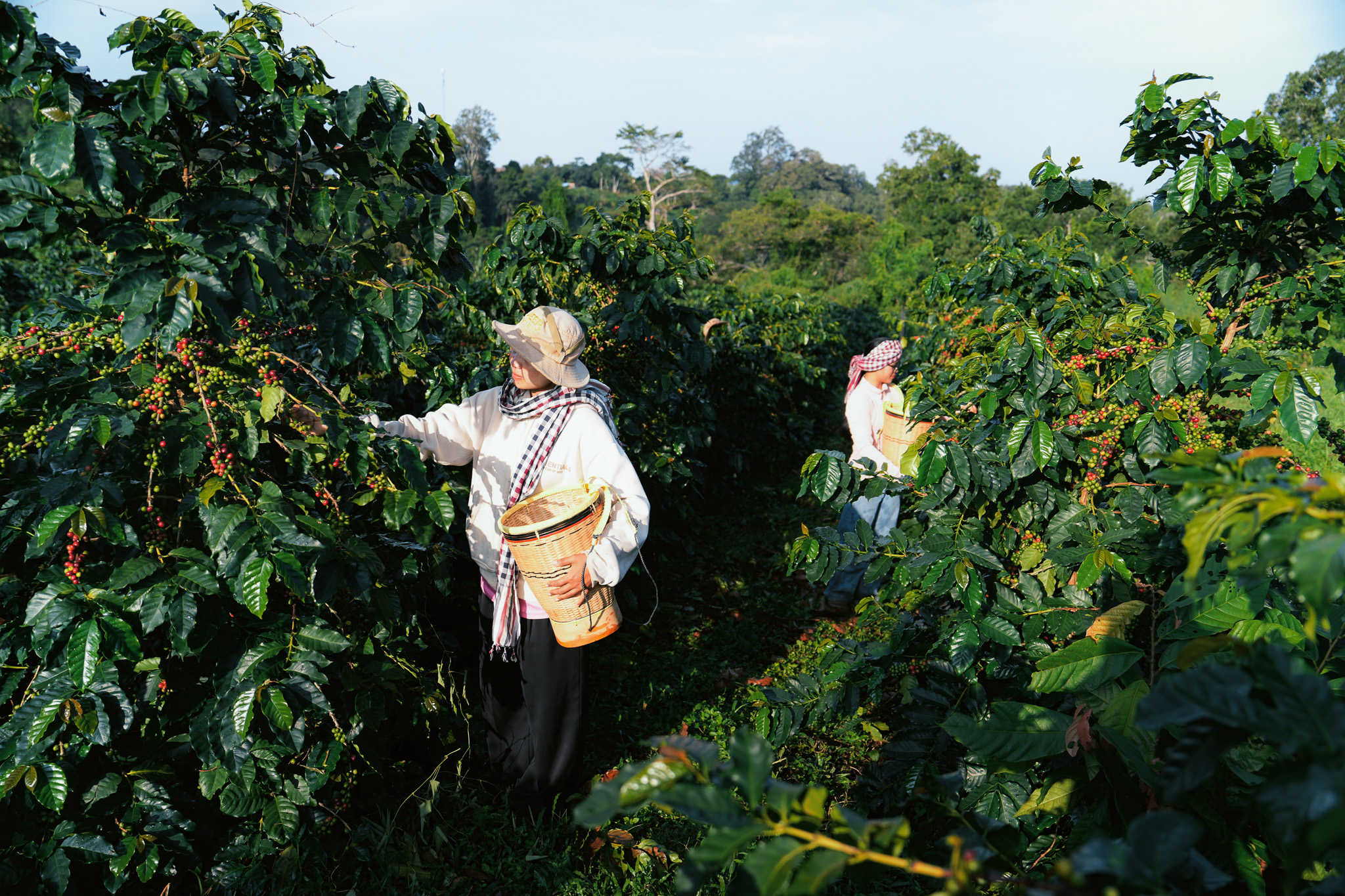 Into the coffee field