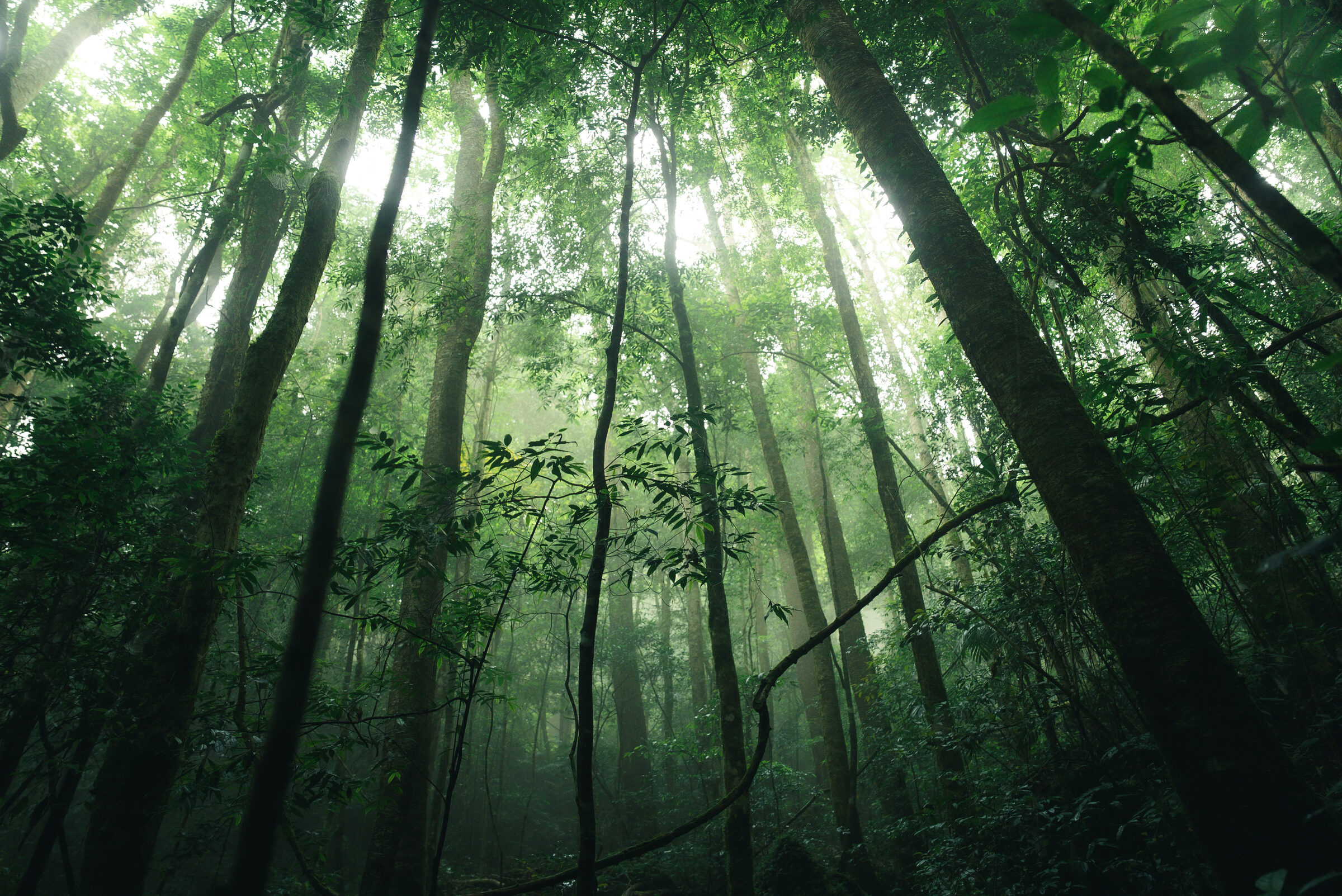 The Misty Forest of Phnom Aural
