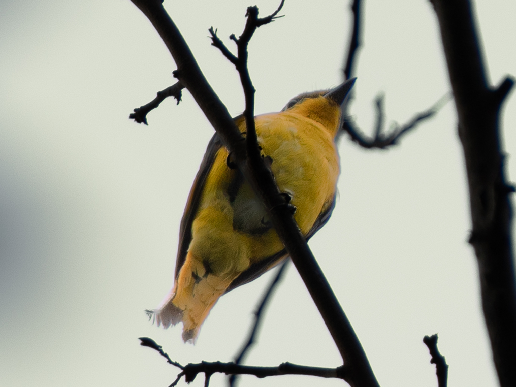 The Golden Visitor.