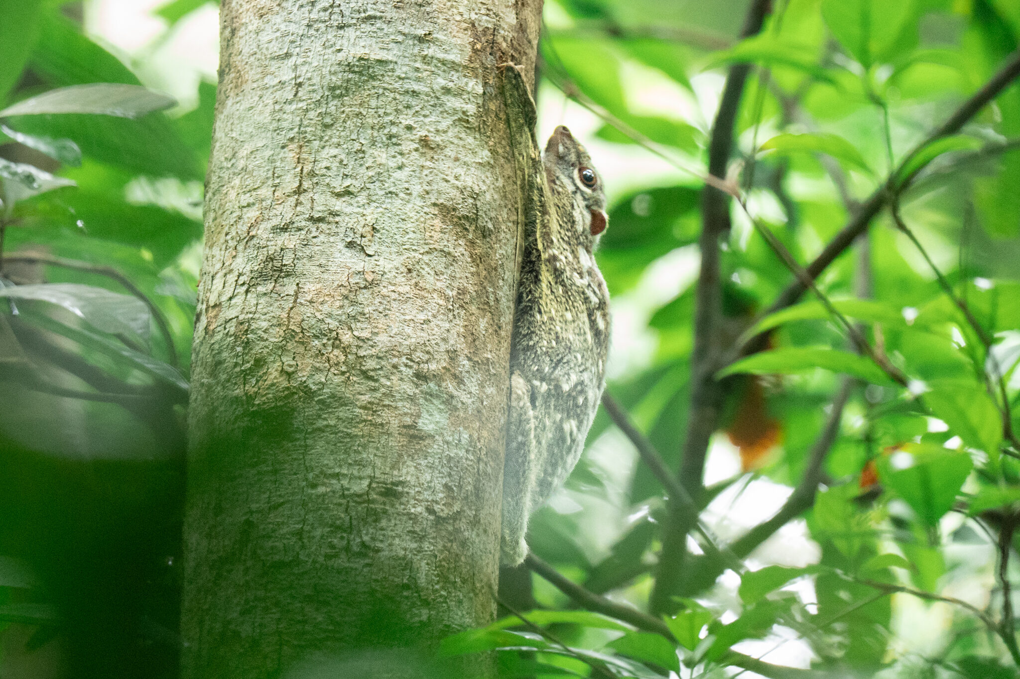 Sunda Colugo: Gliding Through the Forest