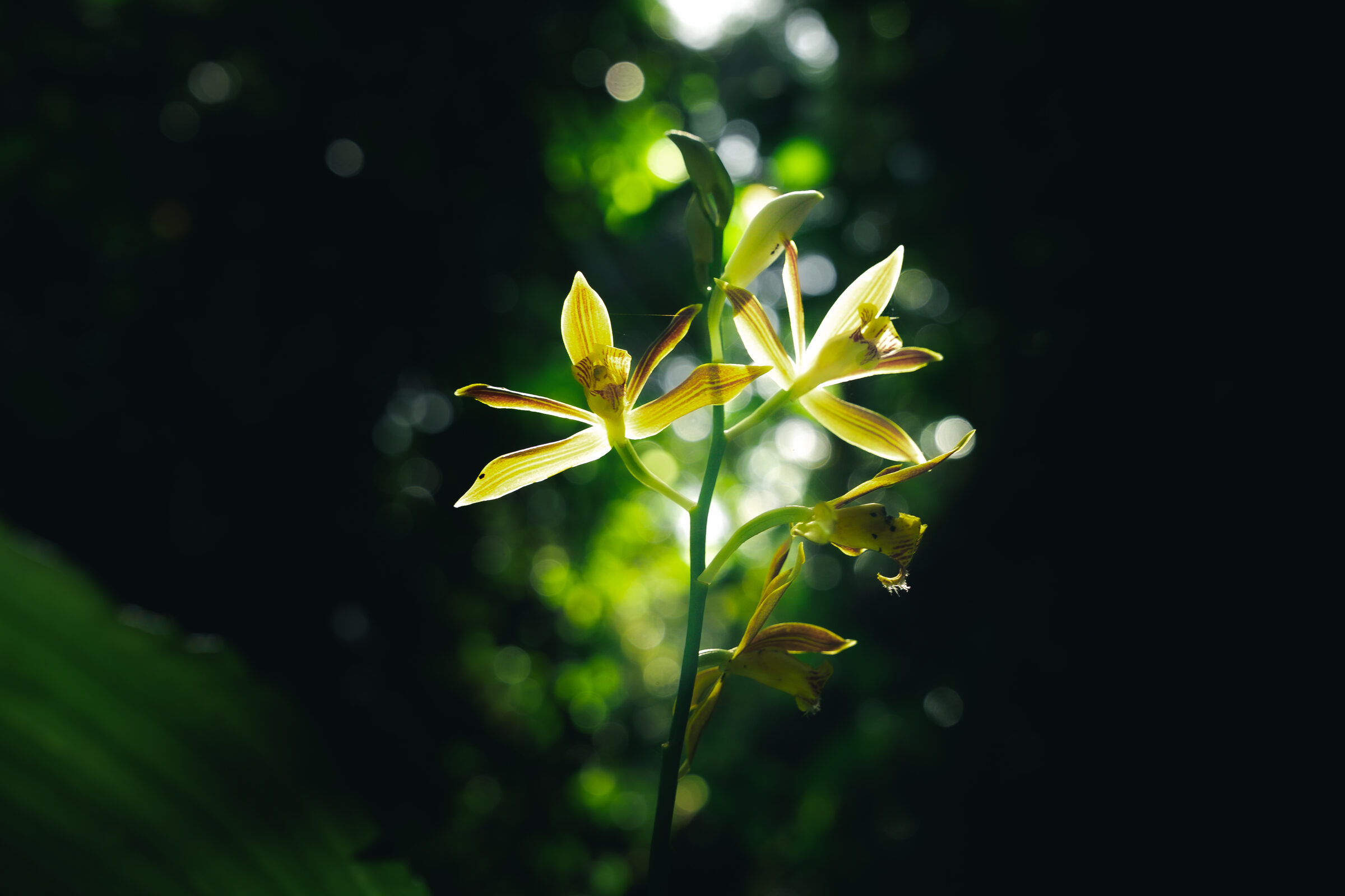 Wild Orchid of Phnom Preah