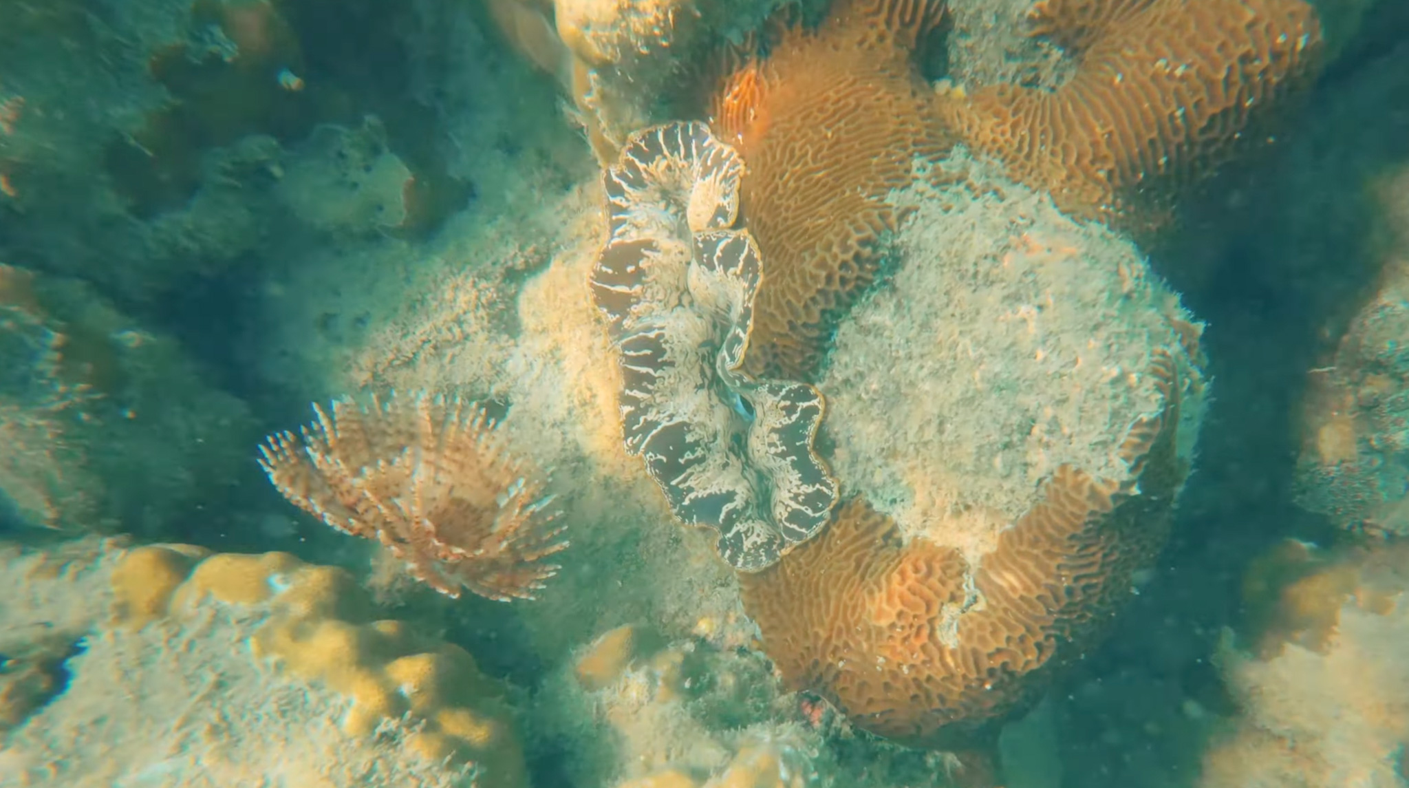 Life Beneath the Surface